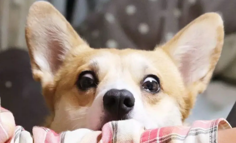 柯基脸尖如何开腮，做好这点即可！