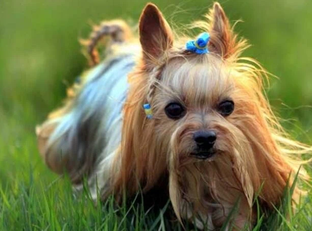 性格温顺的小型犬有哪些