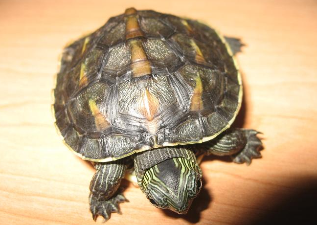 中华龟能长多大？来看看这篇文章吧