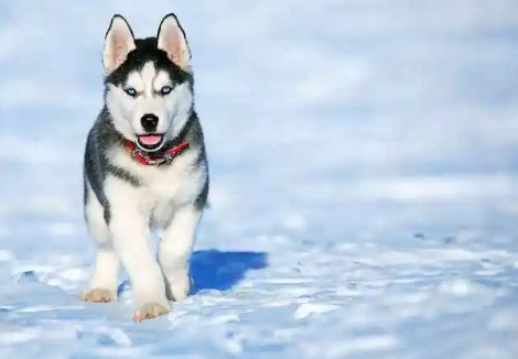 不知道阿拉斯加犬和哈士奇有什么区别的朋友,这里有答案! 不知道阿拉斯加犬和哈士奇有什么区别的朋友,这里有答案!