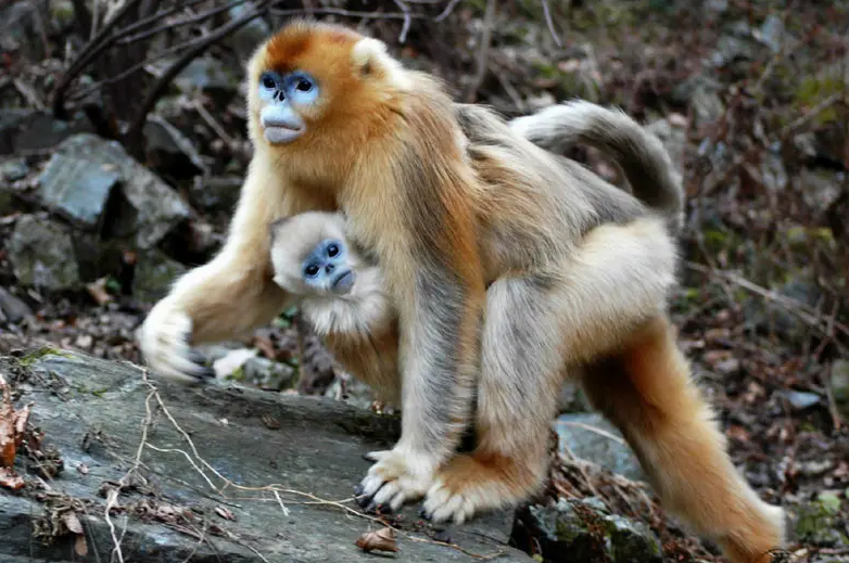 猴子也被“网暴”啦？同样是猴类，为啥金丝猴更招人疼？ 