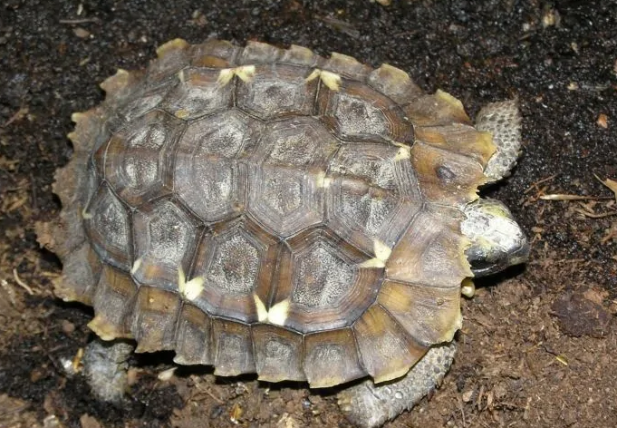 安能辨凹甲陆龟是雌雄？这四个方法教给你！