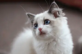 如何分辨猫咪的年龄?看完你就知道了! 如何分辨猫咪的年龄?看完你就知道了!