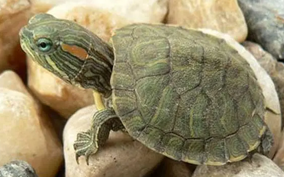 巴西龟长得快吗？来看一看吧