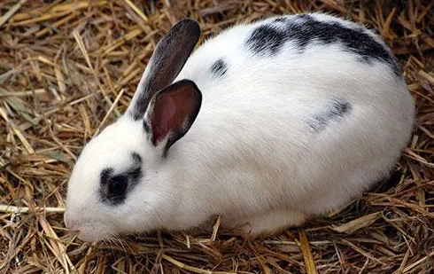 英国斑点兔吃什么，养的人看过来
