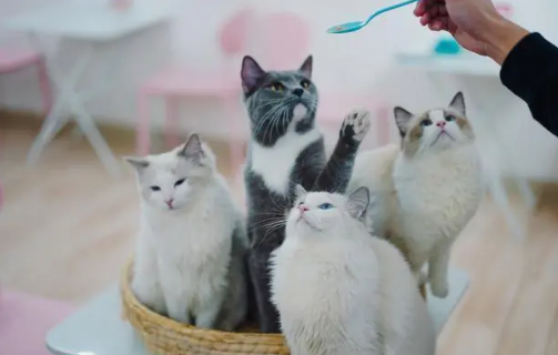 猫咪食欲不振，宠主应该怎么办？