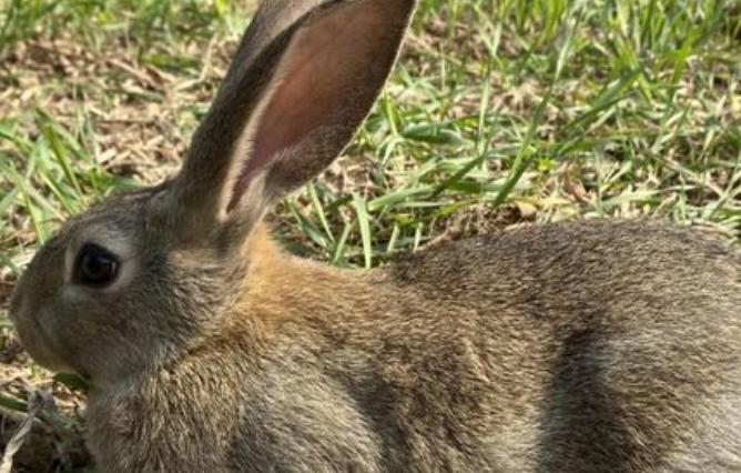 比利时兔价格如何,过来看看吧 比利时兔价格如何,过来看看吧