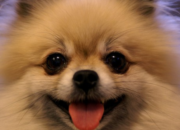 博美不开心时候的表现，速来了解一下吧