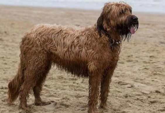 伯瑞犬有什么性格特点，看看你适合养它吗