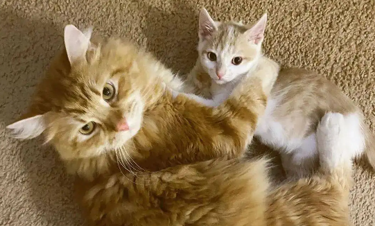 大猫给新来的小猫舔毛怎么回事？原来是出于这些目的