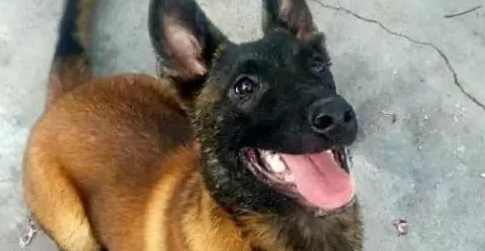 养宠科普：小马犬多久驱虫一次？