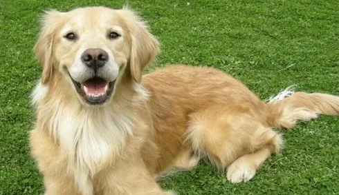 英系金毛和美系金毛有区别吗？是同一种？