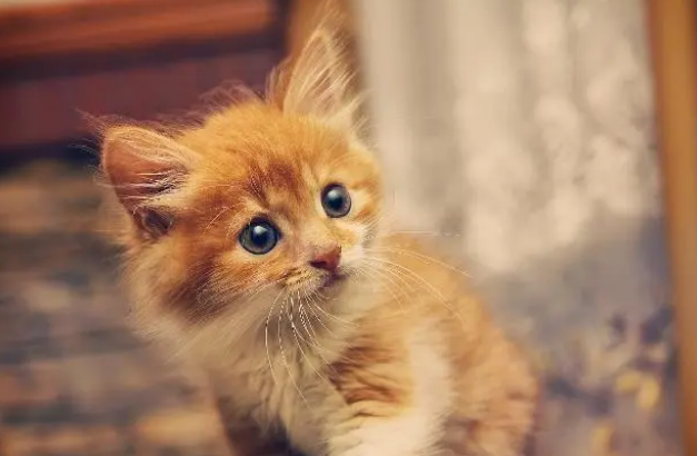 小奶猫在不同年龄阶段该如何养护？断奶后该怎么换粮？