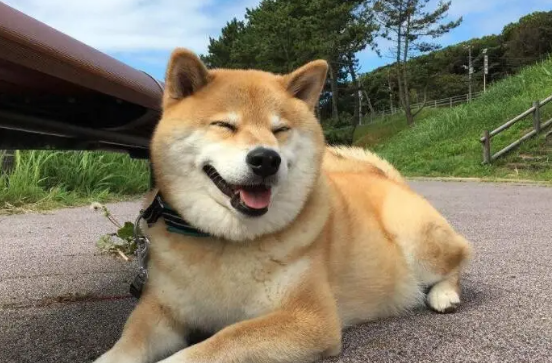 柴犬智商高吗？相当于人几岁呢？