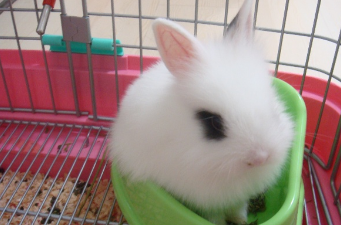 海棠兔几个月成年？速来了解一波吧~