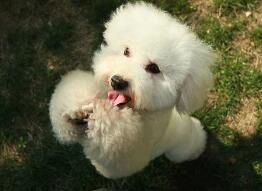 比熊VS泰迪，哪个才是可爱王者？