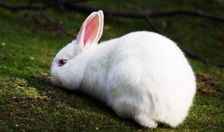 中国白兔繁殖方式,原来是这样! 中国白兔繁殖方式,原来是这样!