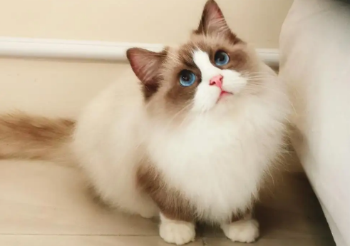 布偶猫的眼睛都是蓝色的吗？不清楚的小伙伴赶紧来瞧瞧~