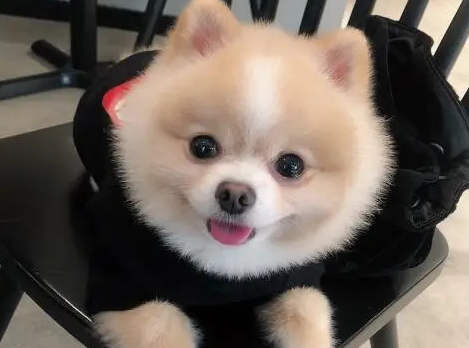 俊介犬聪明吗？此处有答案！