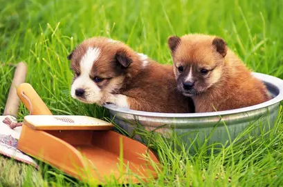 狗补钙怎么吃有效?来这了解下吧! 狗补钙怎么吃有效?来这了解下吧!