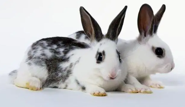 一起看看英国斑点兔市场价格是怎样的？