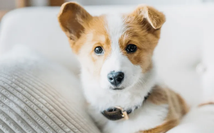 狗狗嘴毛发黄怎么办？解决办法看这里！