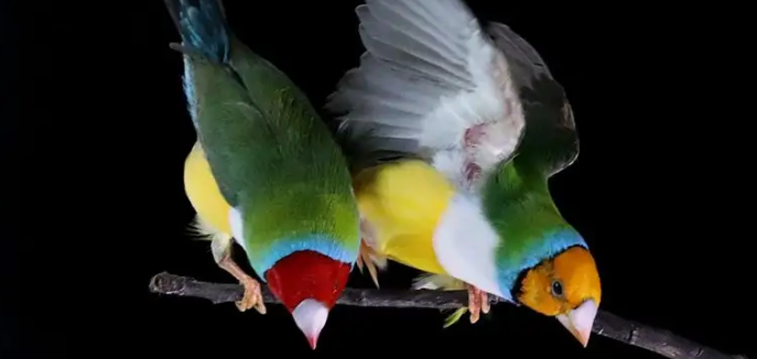 七彩文鸟得螨虫怎么治啊？妙招如下