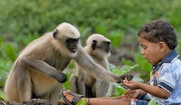 长得像小猩猩的印度瘦猴，为何频繁入侵城市？