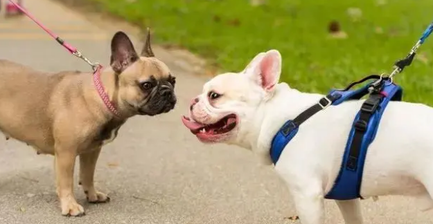 狗狗牵引绳应该买什么样的才好？来了解下吧