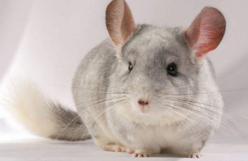 养龙猫一个月花多少钱？新手铲屎官可参考