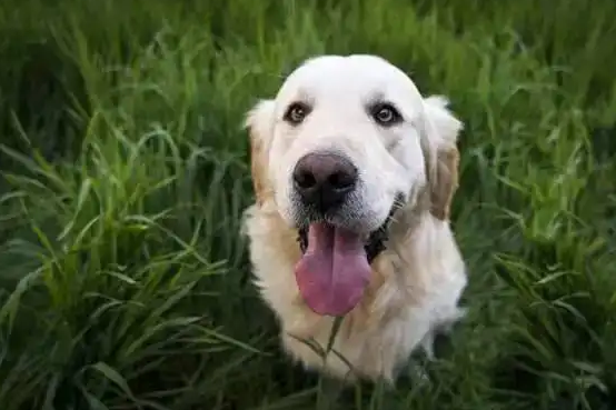 小狗正常体温保持在这么多度就够了