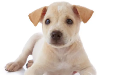 小狗睡觉一直换地方的原因,感兴趣的朋友速来了解下! 小狗睡觉一直换地方的原因,感兴趣的朋友速来了解下!