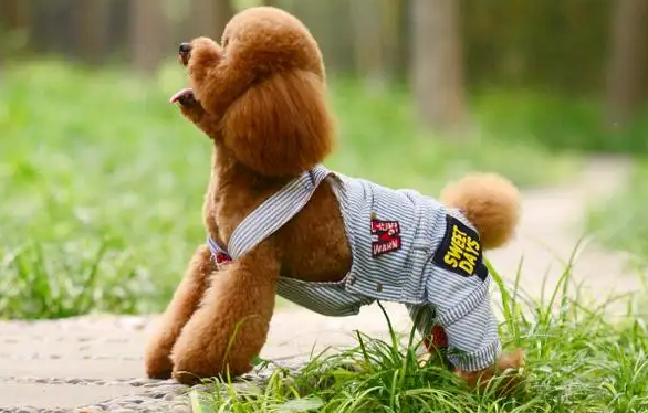 泰迪多大开始驱虫和疫苗？来看看吧