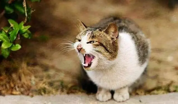 两只猫互相嚎叫是干嘛？这里有答案！