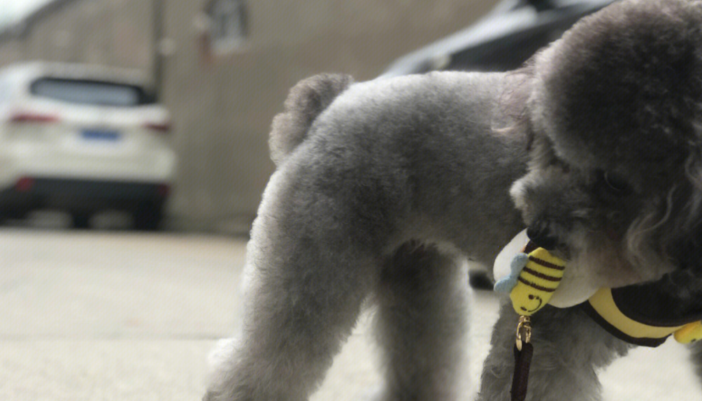 4个月灰色泰迪返灰过程看这里就知道了