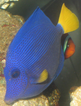 西太平洋里的神奇鱼类黄点锯尾吊，怕是你也没见过~