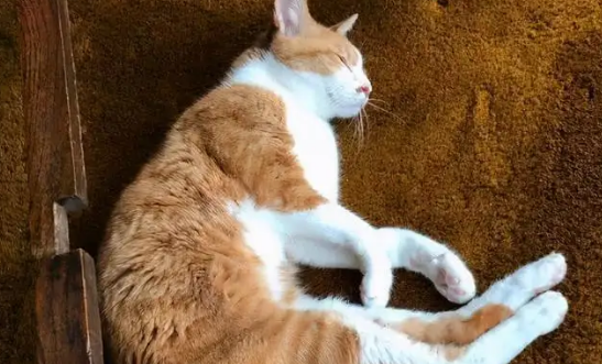 怎样从睡姿看猫咪的健康状况？一文教会你