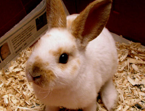 迷你雷克斯兔怀孕怎么分辨，铲屎官们一定要知道