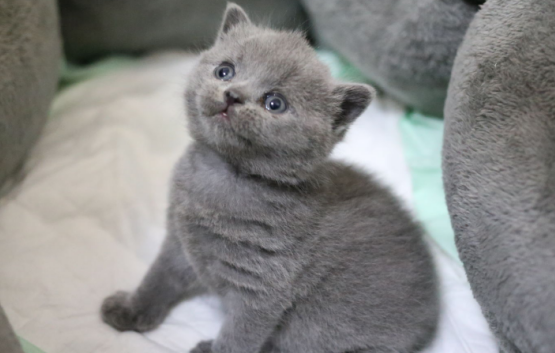 英短丁香和蓝色哪个贵？不知道的来这看看