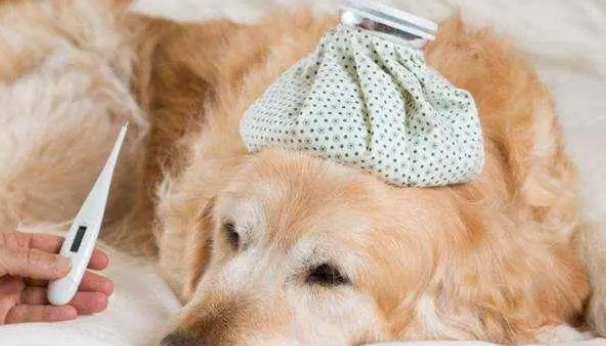 为什么狗狗会吐狗粮？可能是这5个原因