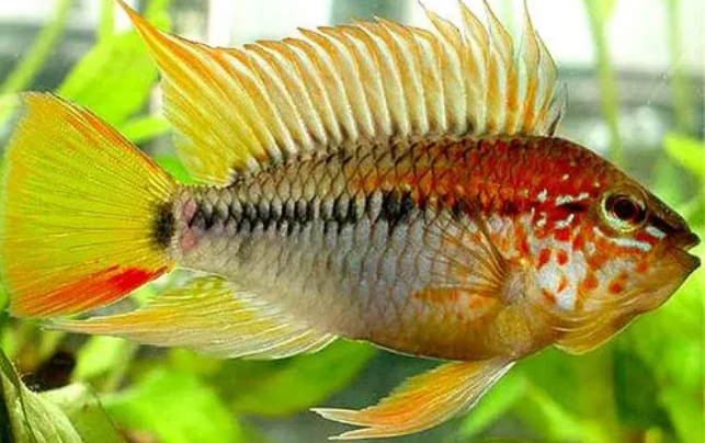 斑点短鲷可以繁殖吗？一文替你解答！