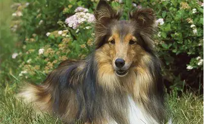 本文带你了解喜乐蒂牧羊犬是苏牧吗？戳进来速看！