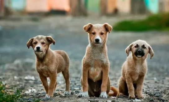 铲屎官给你讲：猪和狗的智商谁更高？