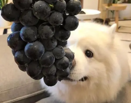 端午节的狗狗，叫什么名字好？