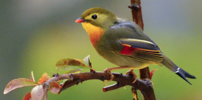 相思鸟要养多久才会叫？铲屎官一定要知道