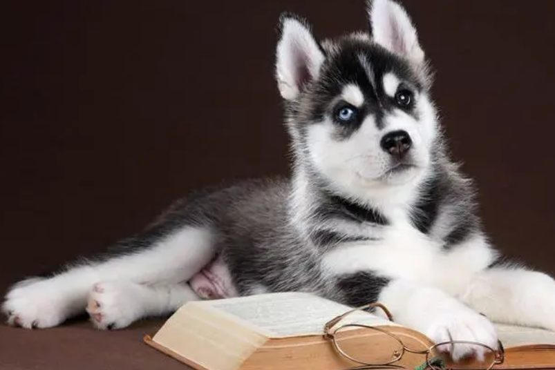 小狗打预防针需要多少钱，你知道吗？