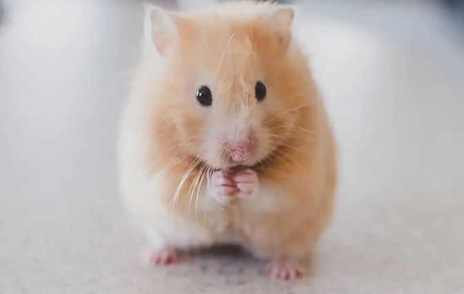 金丝熊能吃葡萄吗？帮你解答一下