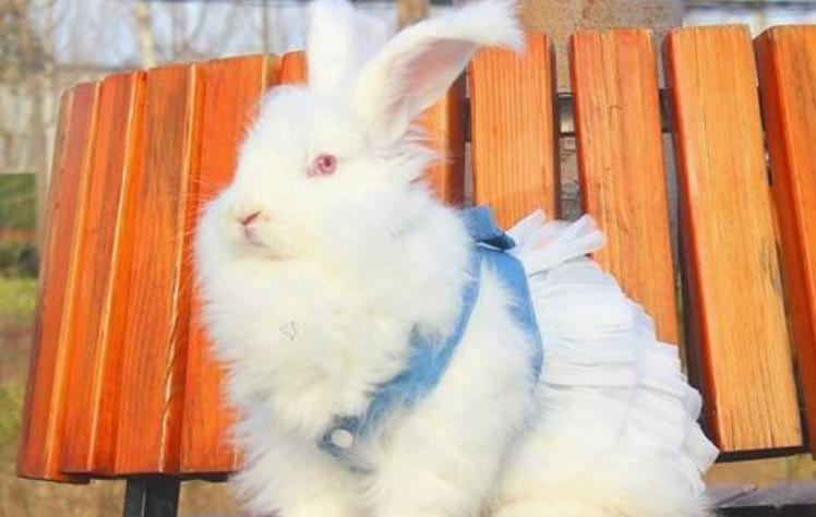 安哥拉长毛兔与獭兔区别，大家快来get一下~