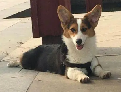 双血统柯基和普通柯基的区别，在这里！