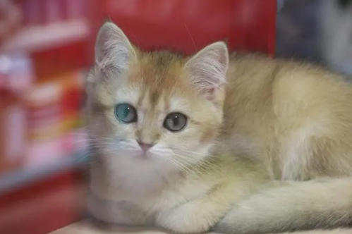 猫换毛季节是几月份，铲屎官可要提前准备好~